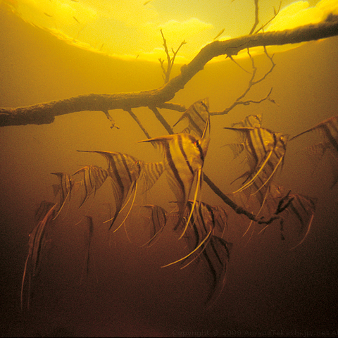 Angle fish in Amazon river